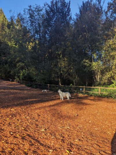 Jasper's Dog Park - Kirkland, WA