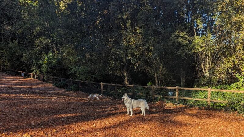 Jasper's Dog Park - Kirkland, WA