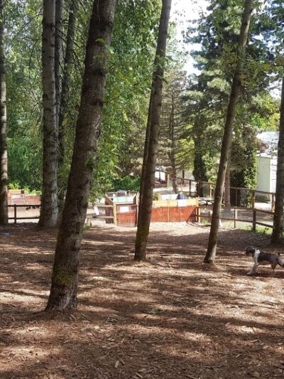 Jasper's Dog Park - Kirkland, WA