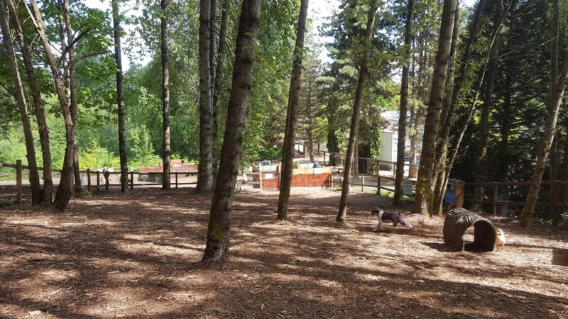 Jasper's Dog Park - Kirkland, WA