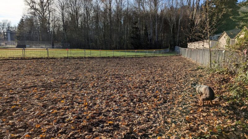 Juanita bay dog park - Kirkland, WA