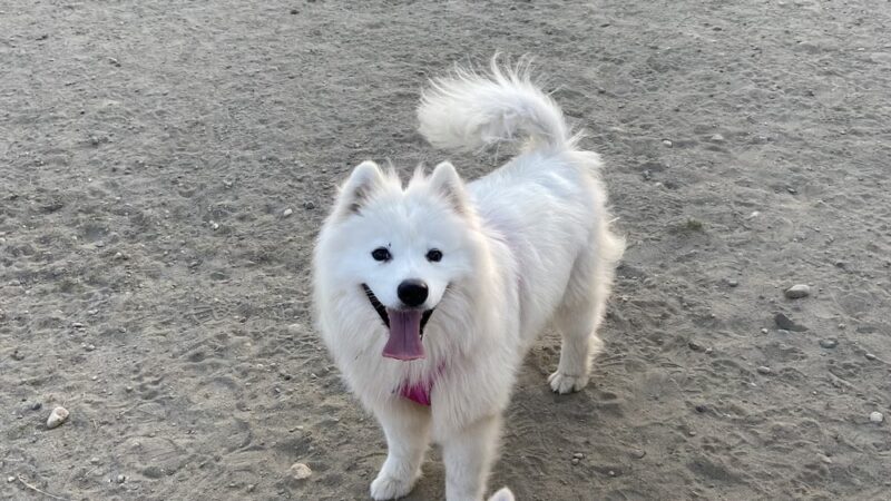 Snyder's Corner Park - Kirkland, WA