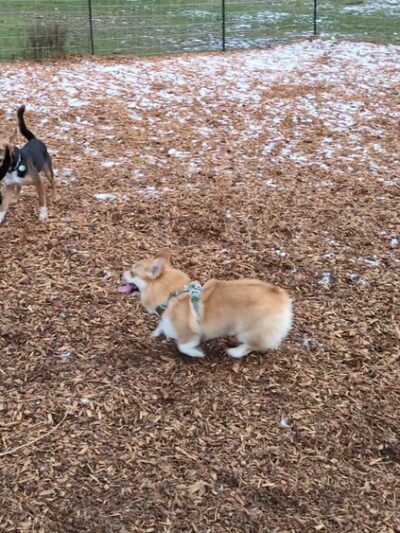 Snyder's Corner Park - Kirkland, WA