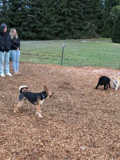 Snyder's Corner Park - Kirkland, WA