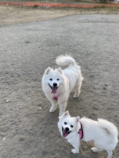 Snyder's Corner Park - Kirkland, WA
