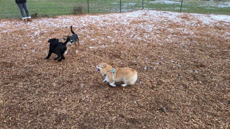 Snyder's Corner Park - Kirkland, WA