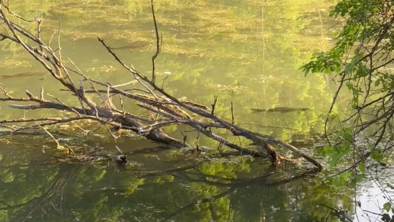 Erie canal state park - Manlius Center Road &Minoa - Kirkville, NY