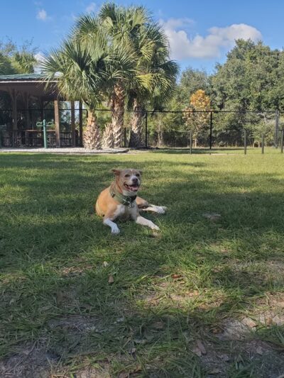 Dog Park - Kissimmee, FL