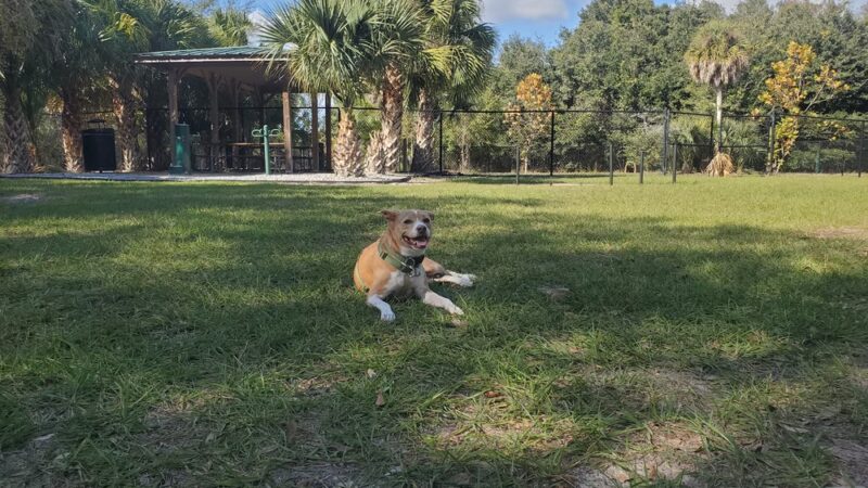 Dog Park - Kissimmee, FL