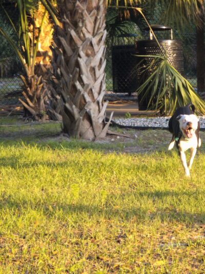 Dog Park - Kissimmee, FL