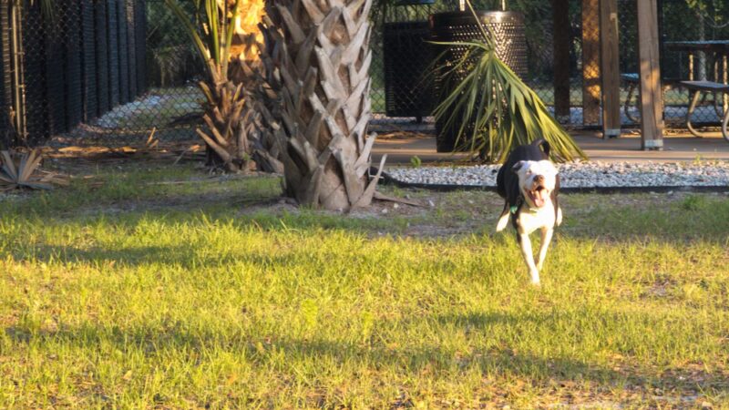 Dog Park - Kissimmee, FL