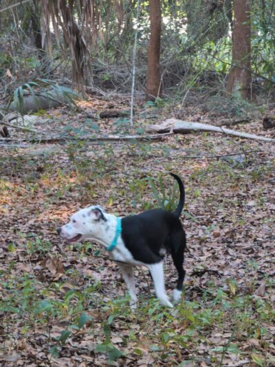 Dog Park - Kissimmee, FL