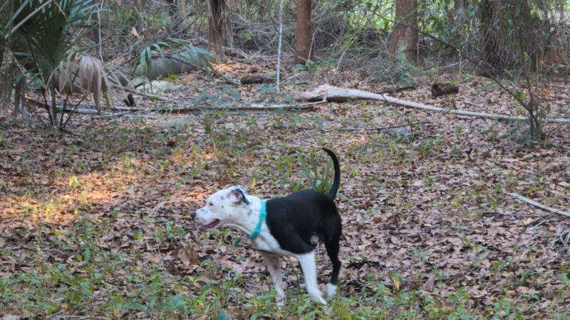 Dog Park - Kissimmee, FL