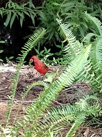 Lakeside Park Jones Room - Kissimmee, FL