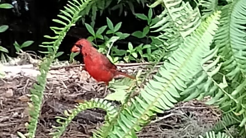 Lakeside Park Jones Room - Kissimmee, FL