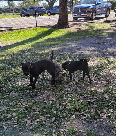 Partin Triangle Dog Park - Kissimmee, FL