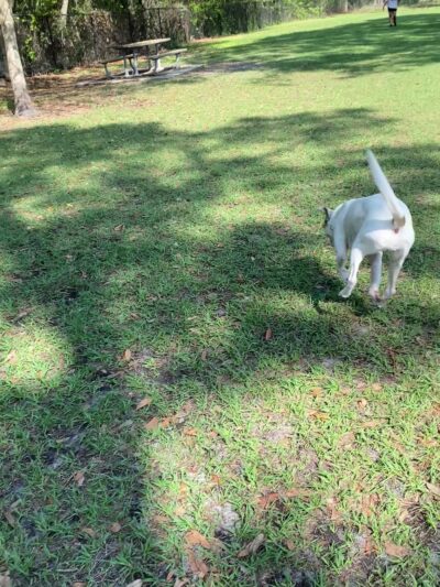 Partin Triangle Dog Park - Kissimmee, FL