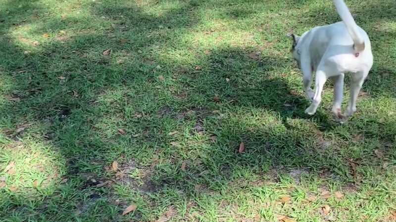 Partin Triangle Dog Park - Kissimmee, FL