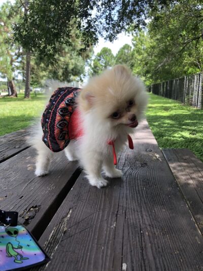 Partin Triangle Dog Park - Kissimmee, FL