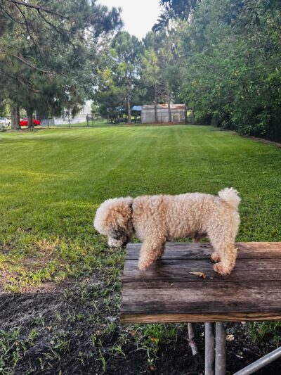 Partin Triangle Dog Park - Kissimmee, FL