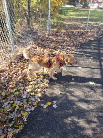 Applewold Green - Kittanning, PA