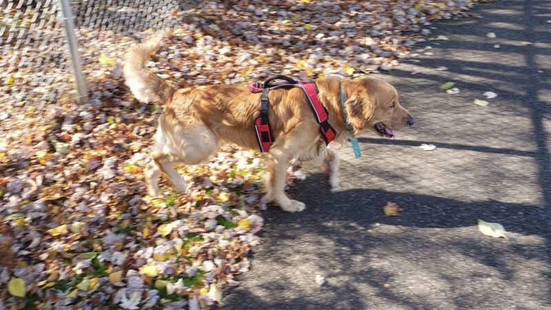 Applewold Green - Kittanning, PA