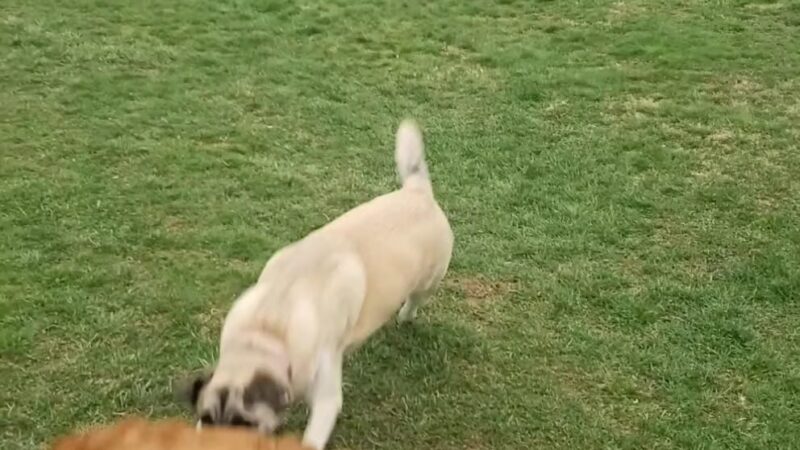 Applewold Green - Kittanning, PA