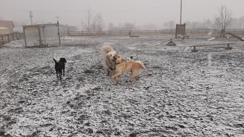 Dog Park at the OC&E Trail - Klamath Falls, OR