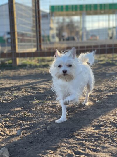 Sinclair's Dino-Dog Park - Klamath Falls, OR