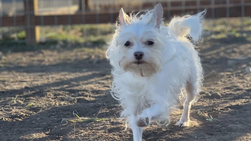 Sinclair's Dino-Dog Park - Klamath Falls, OR