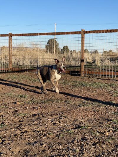 Sinclair's Dino-Dog Park - Klamath Falls, OR