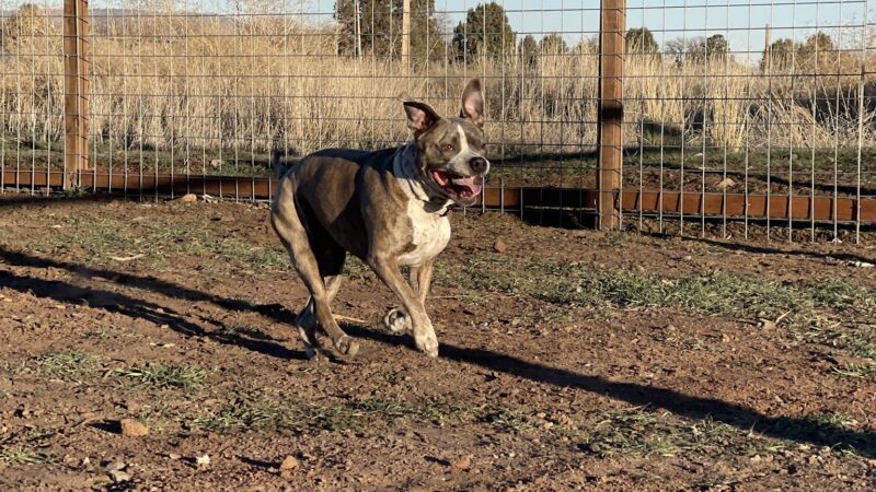 Sinclair's Dino-Dog Park - Klamath Falls, OR