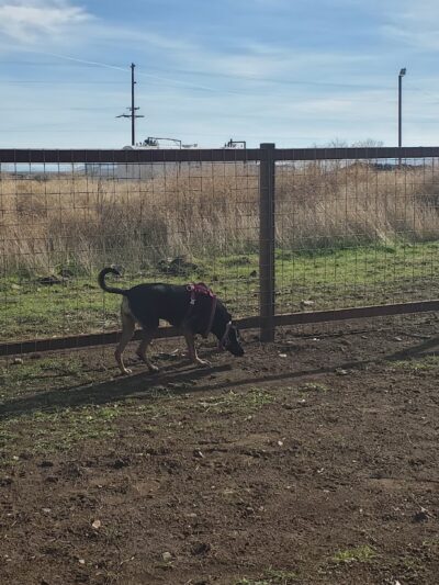 Sinclair's Dino-Dog Park - Klamath Falls, OR