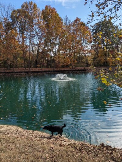 Public Dog Park at Pet Safe Village - Knoxville, TN