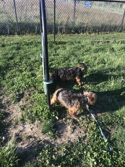 Downtown Dog Park - Kokomo, IN