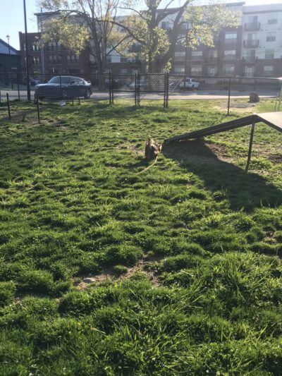 Downtown Dog Park - Kokomo, IN