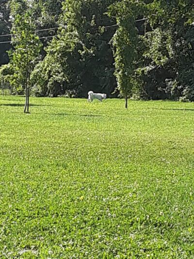 Mohr Dog Park - Kokomo, IN