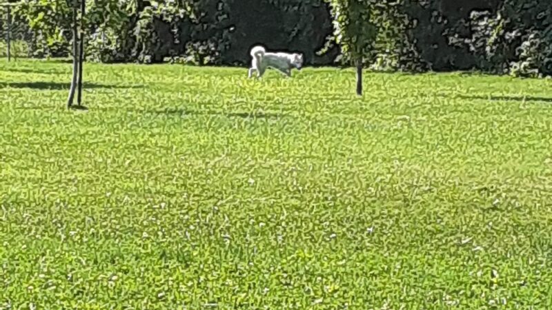 Mohr Dog Park - Kokomo, IN