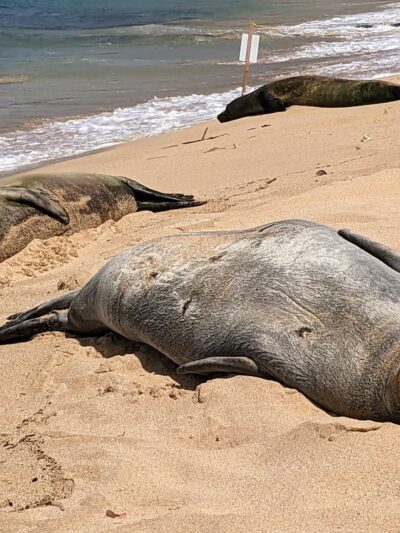 Poipu Beach Parking Lot - Koloa, HI