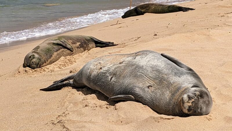 Poipu Beach Parking Lot - Koloa, HI