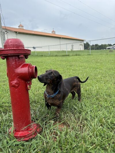 The Barking Lot - Kuttawa, KY