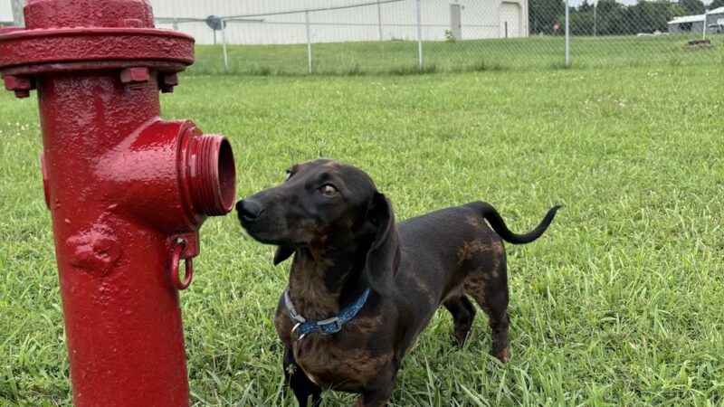 The Barking Lot - Kuttawa, KY