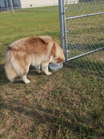 The Barking Lot - Kuttawa, KY