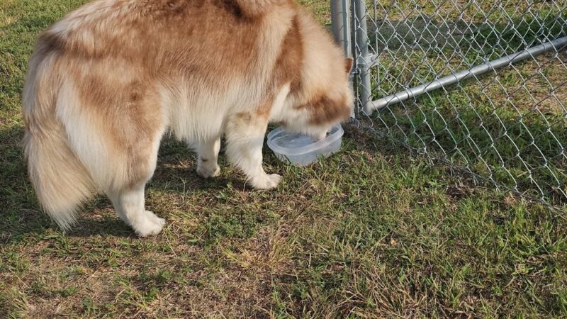 The Barking Lot - Kuttawa, KY