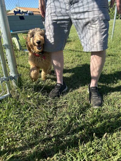 The Barking Lot - Kuttawa, KY