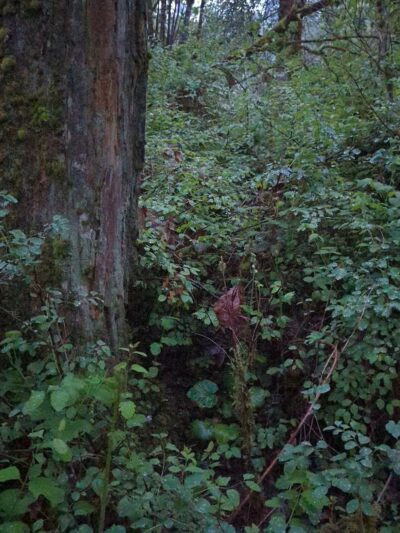 Danger Park - La Center, WA