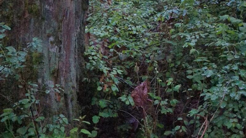 Danger Park - La Center, WA