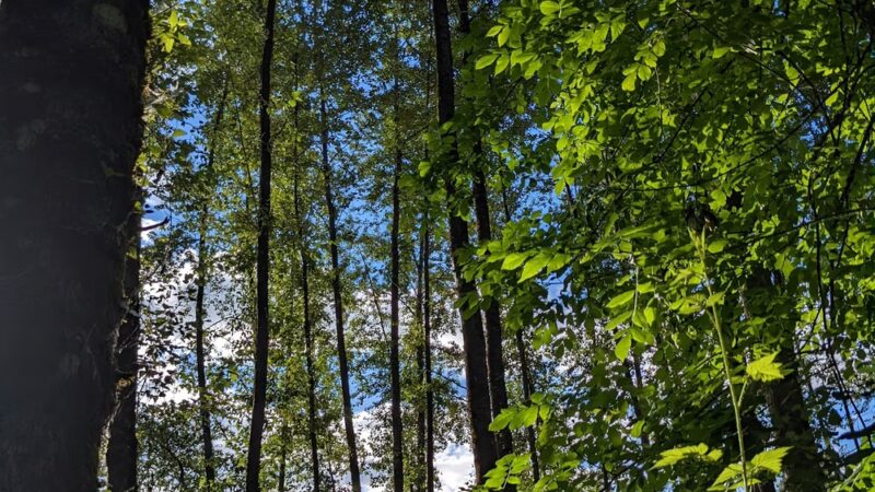 Danger Park - La Center, WA