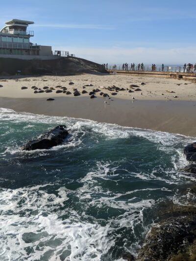 Children's Pool La Jolla - La Jolla, CA