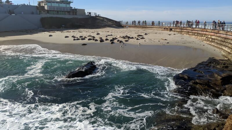 Children's Pool La Jolla - La Jolla, CA